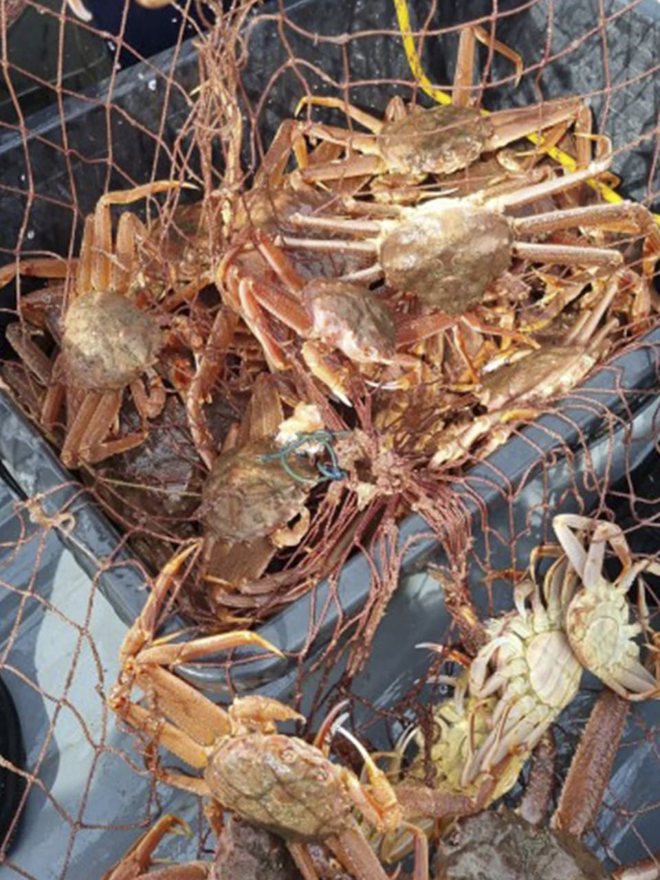 Камчатка по-максимуму! Все включено!