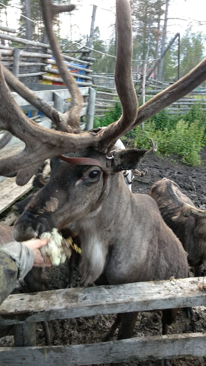7-9.03 девичник все включено с перелетом Аэрофлот на Кольский п-ров (8/28)