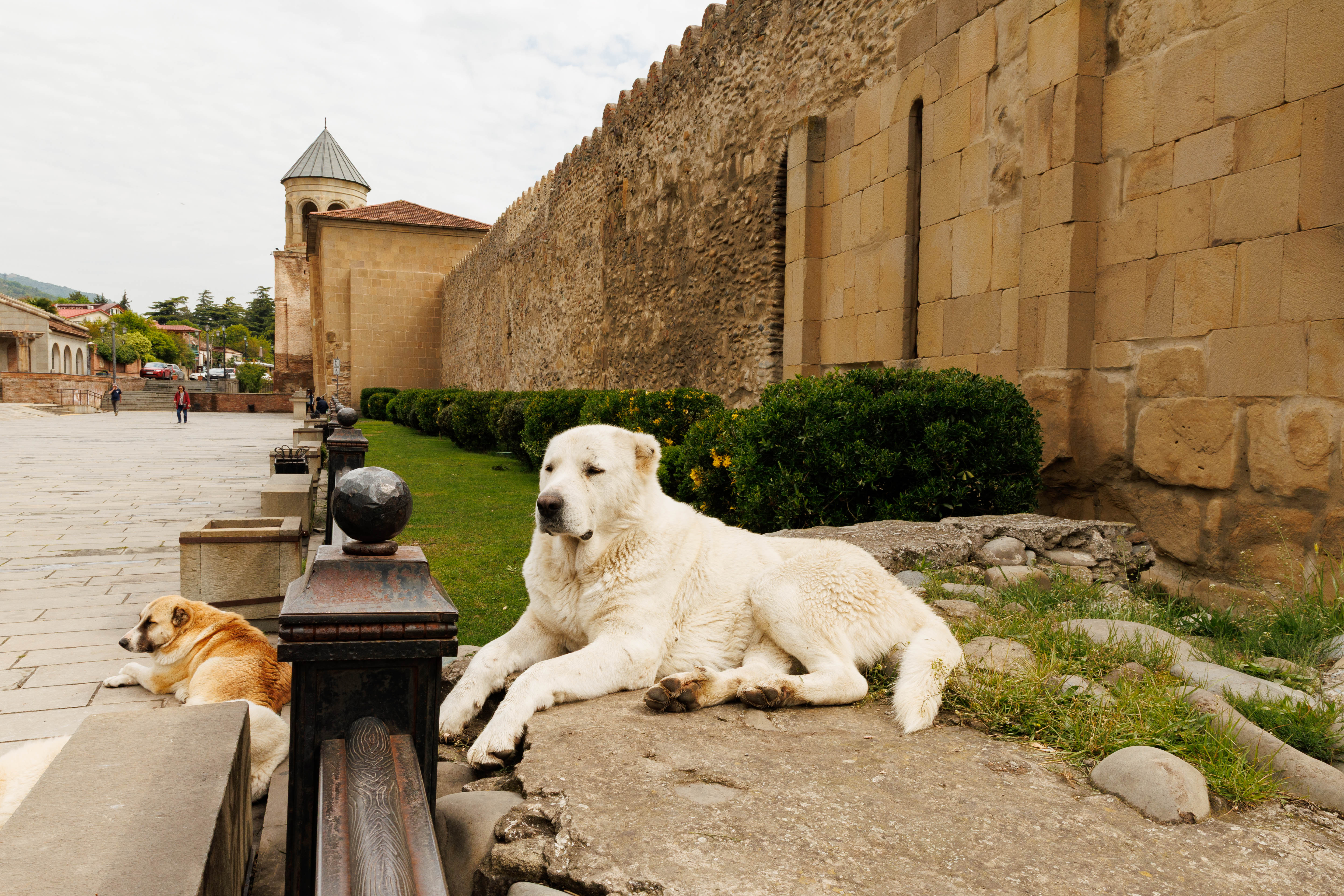 Горы, вино, великая история и люди! Яркая Грузия! (64/108)