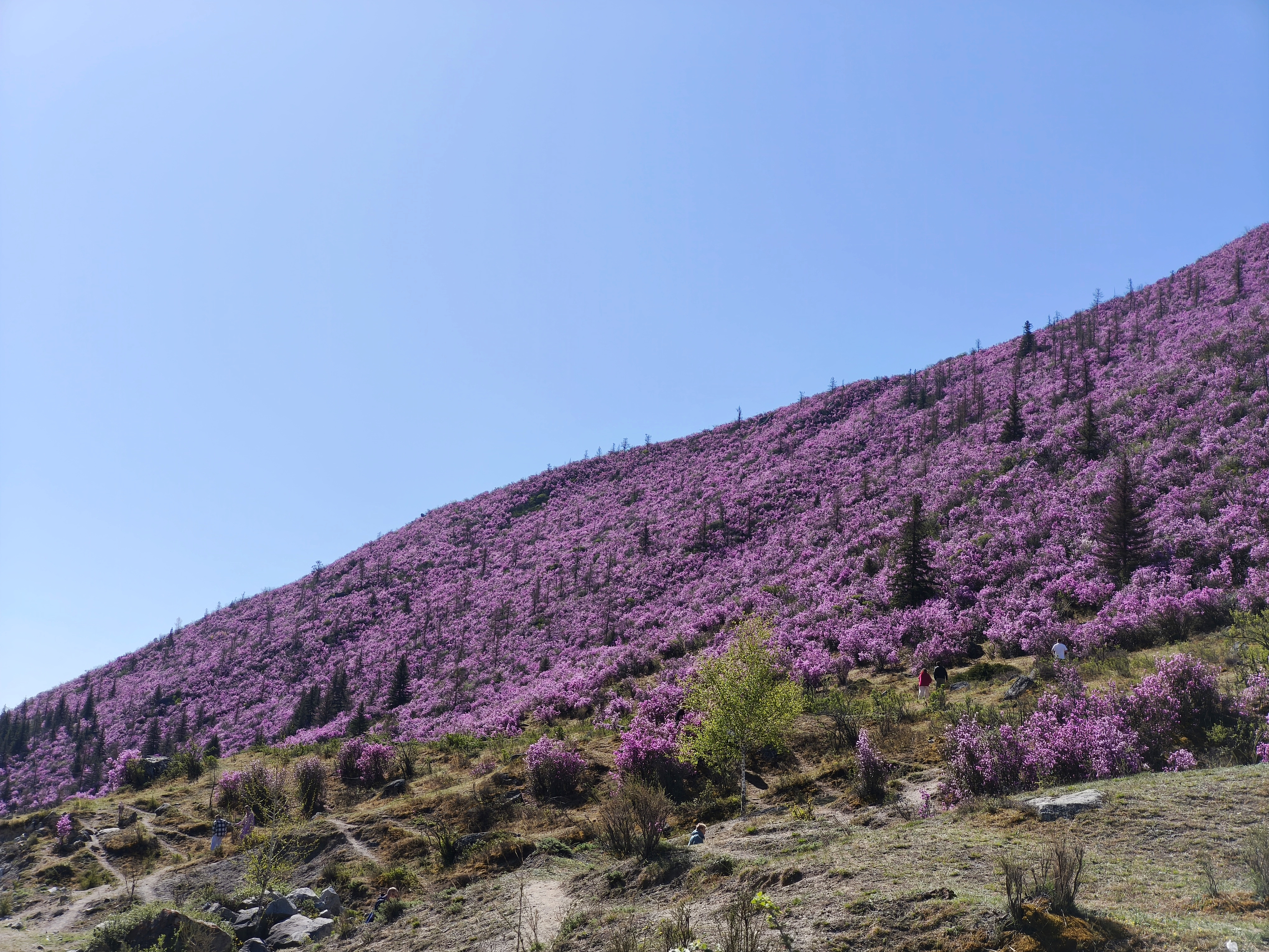 Цветение маральника. Автотур по Чуйскому тракту (28/28)