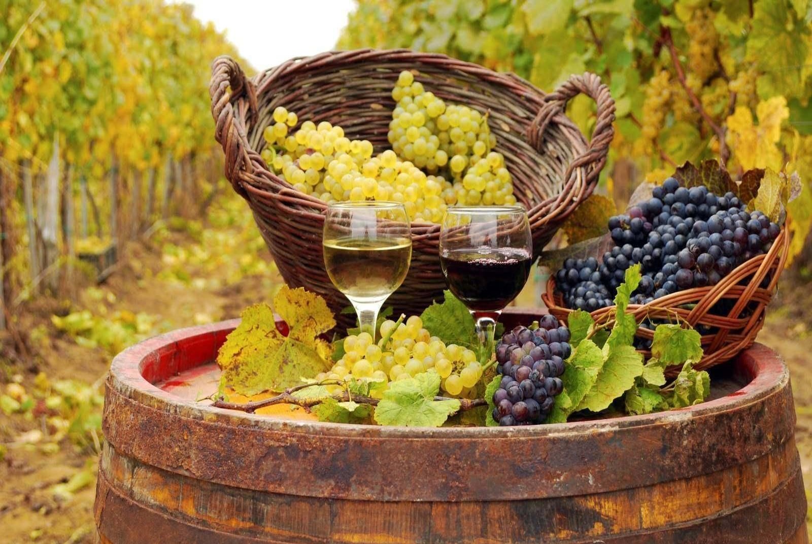 Атмосферная Грузия с морем, сбором винограда и изготовлением вина