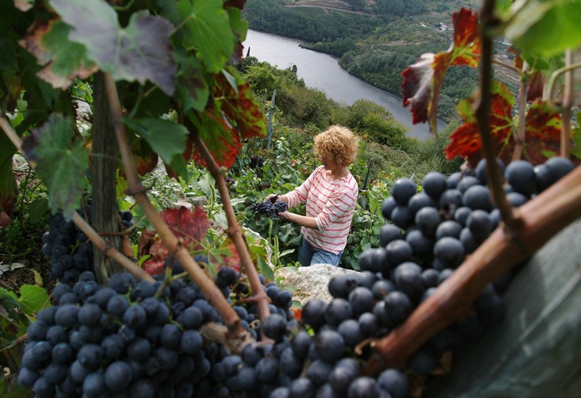 Атмосферная  Грузия с морем, сбором винограда и изготовлением вина (25/35)