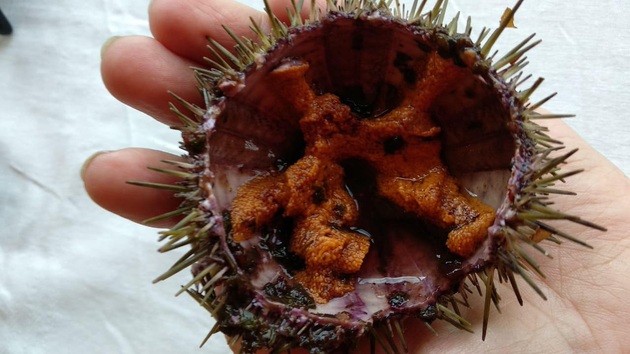 7-9.03 девичник все включено с перелетом Аэрофлот на Кольский п-ров (7/28)