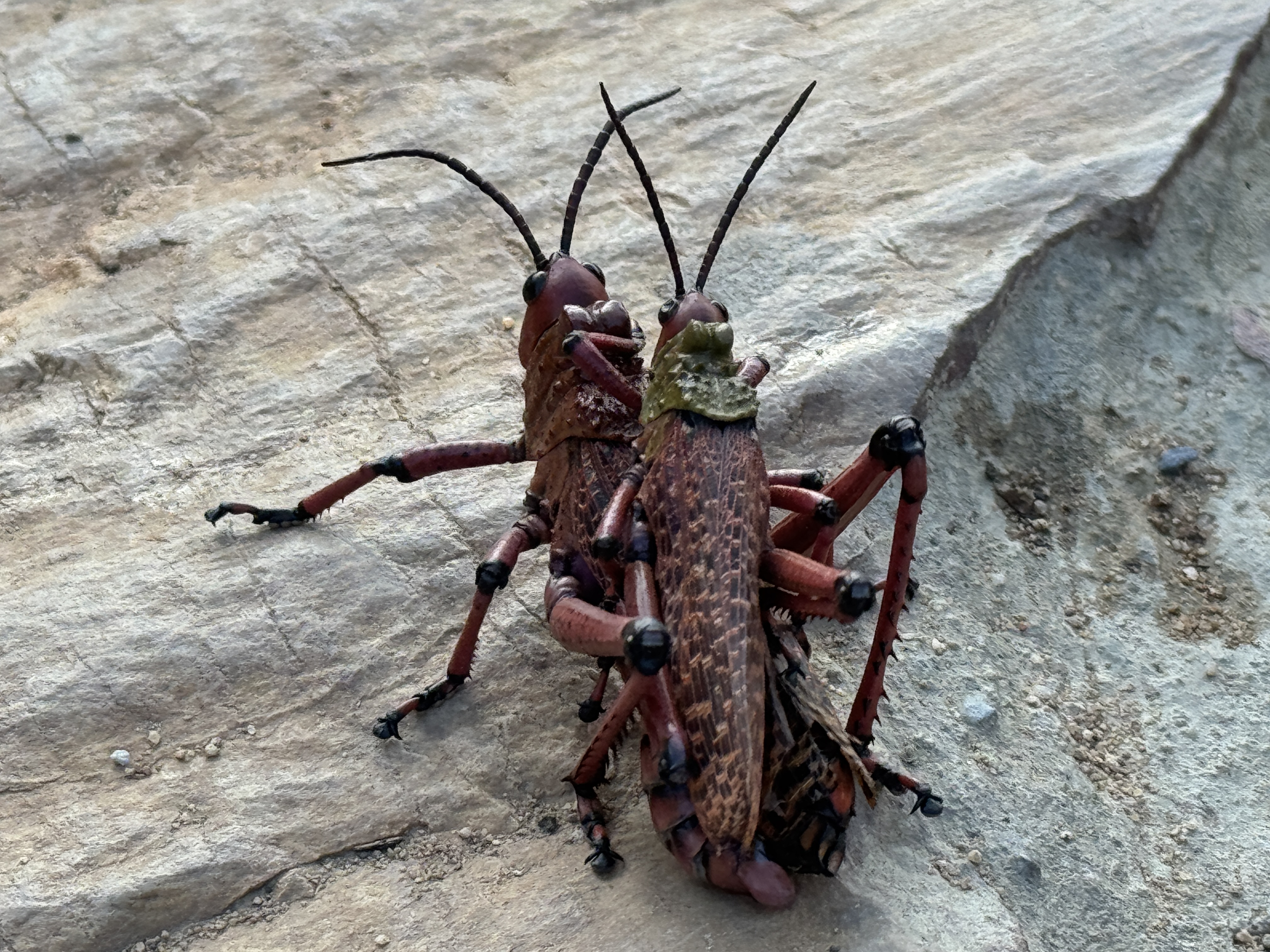 Южная Африка: Захватывающее путешествие на Юг континета (13/39)