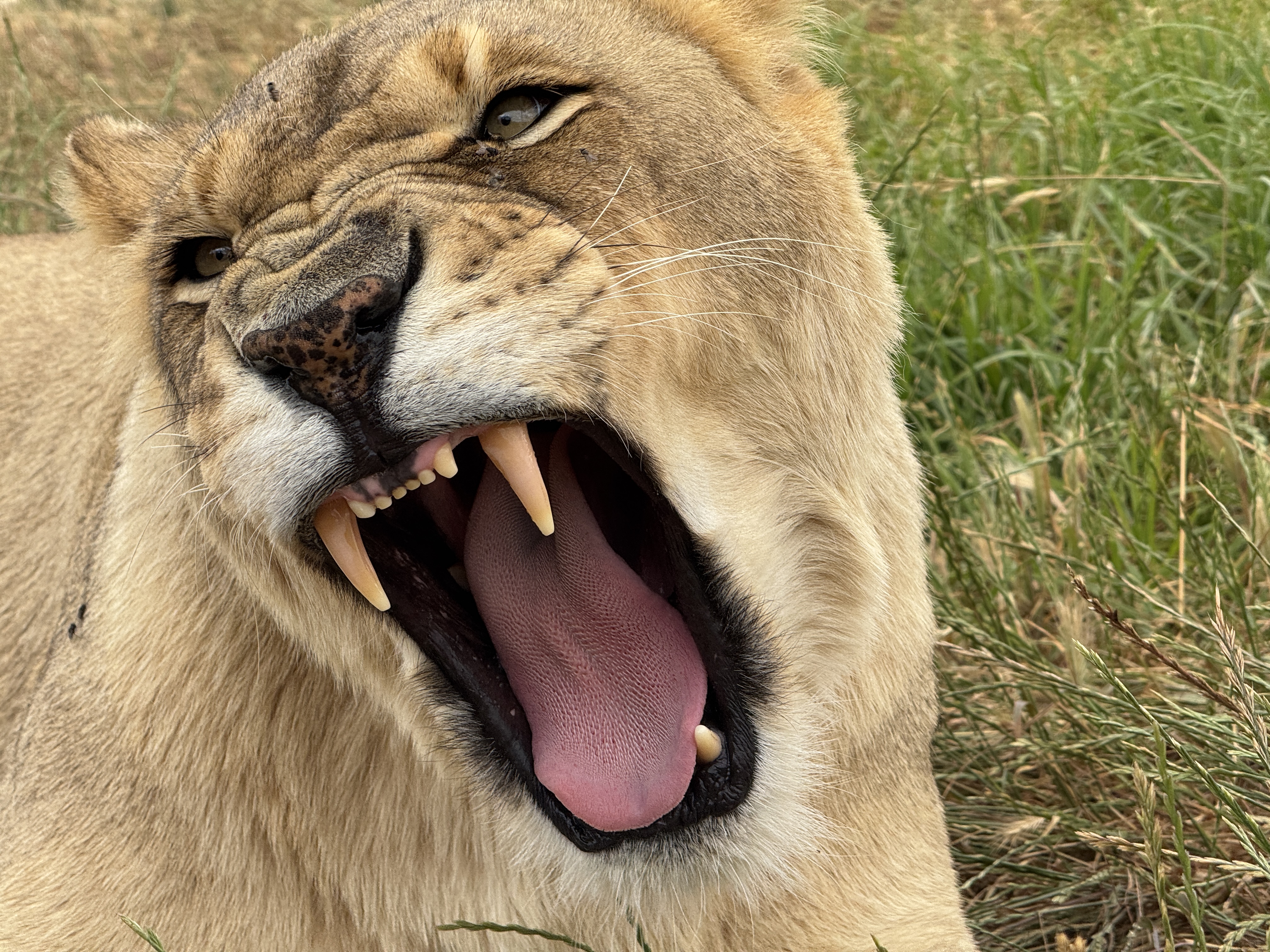 Южная Африка от мыса Доброй Надежды до водопада Виктория + сафари в Ботсване (3/37)