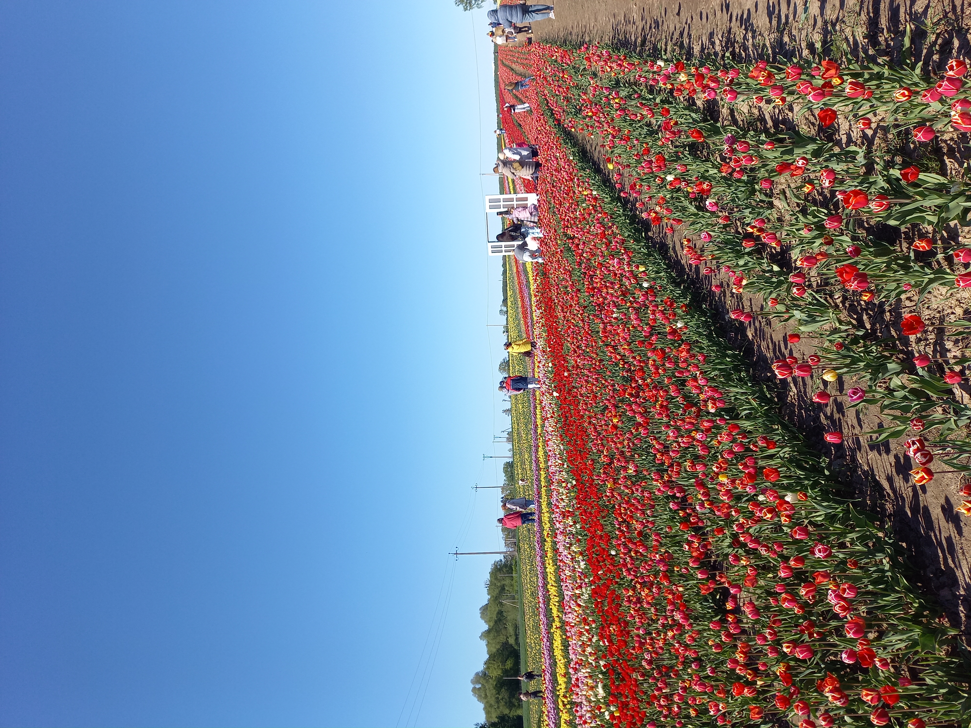 Калининградская Голландия (17/35)