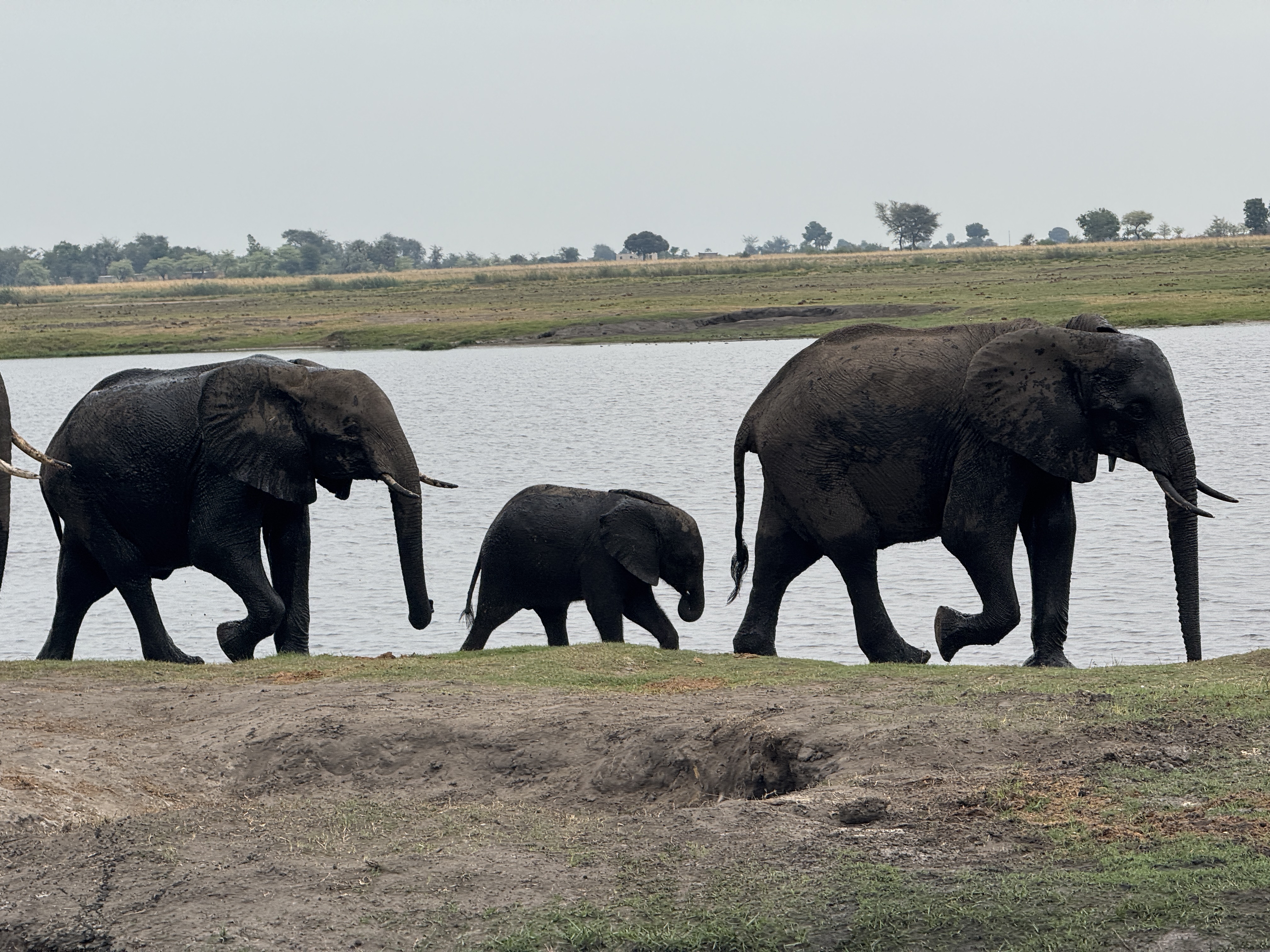 Южная Африка от мыса Доброй Надежды до водопада Виктория + сафари в Ботсване (6/37)