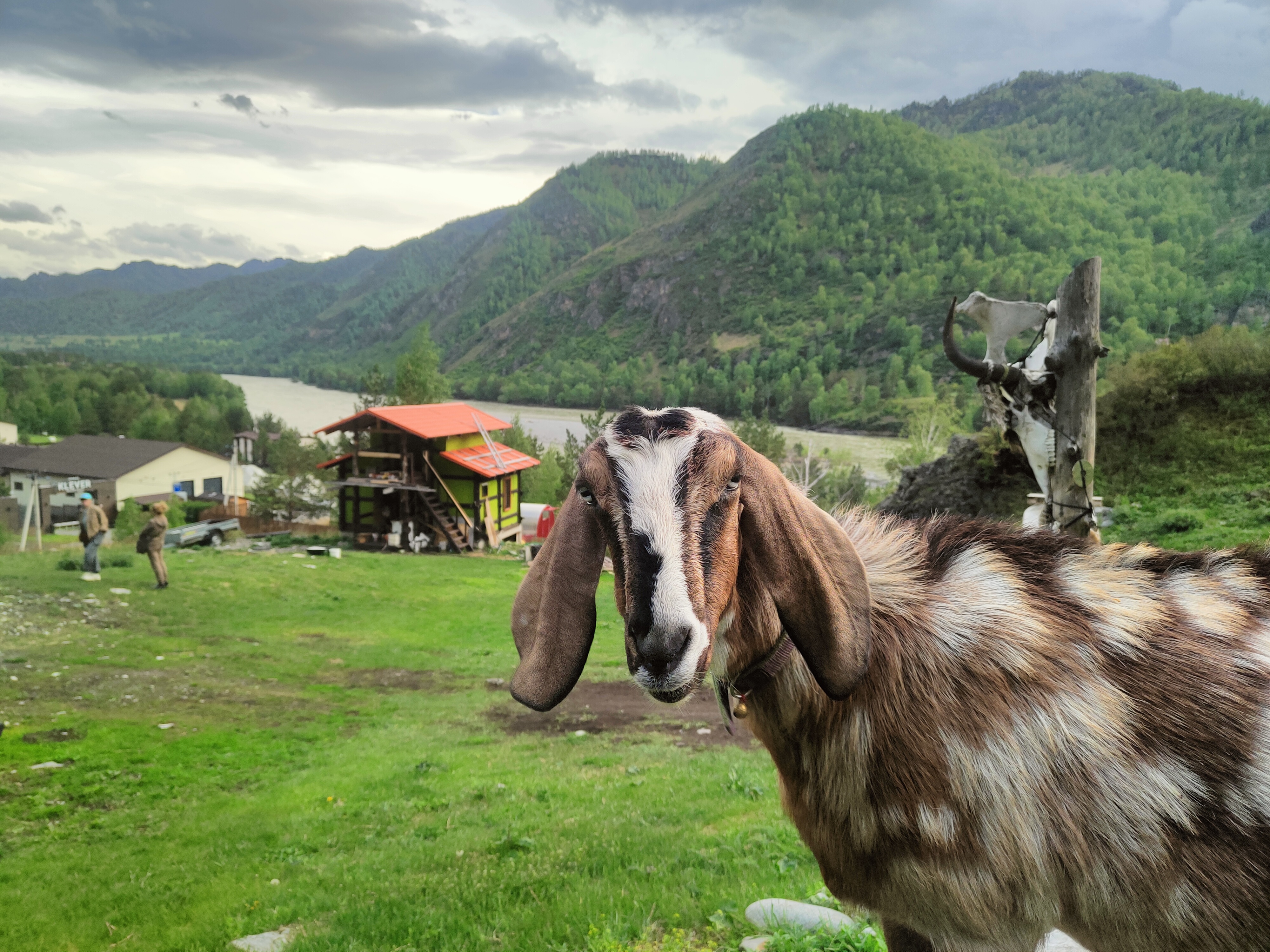 Цветение Маральника в Горах Алтая. (10/27)