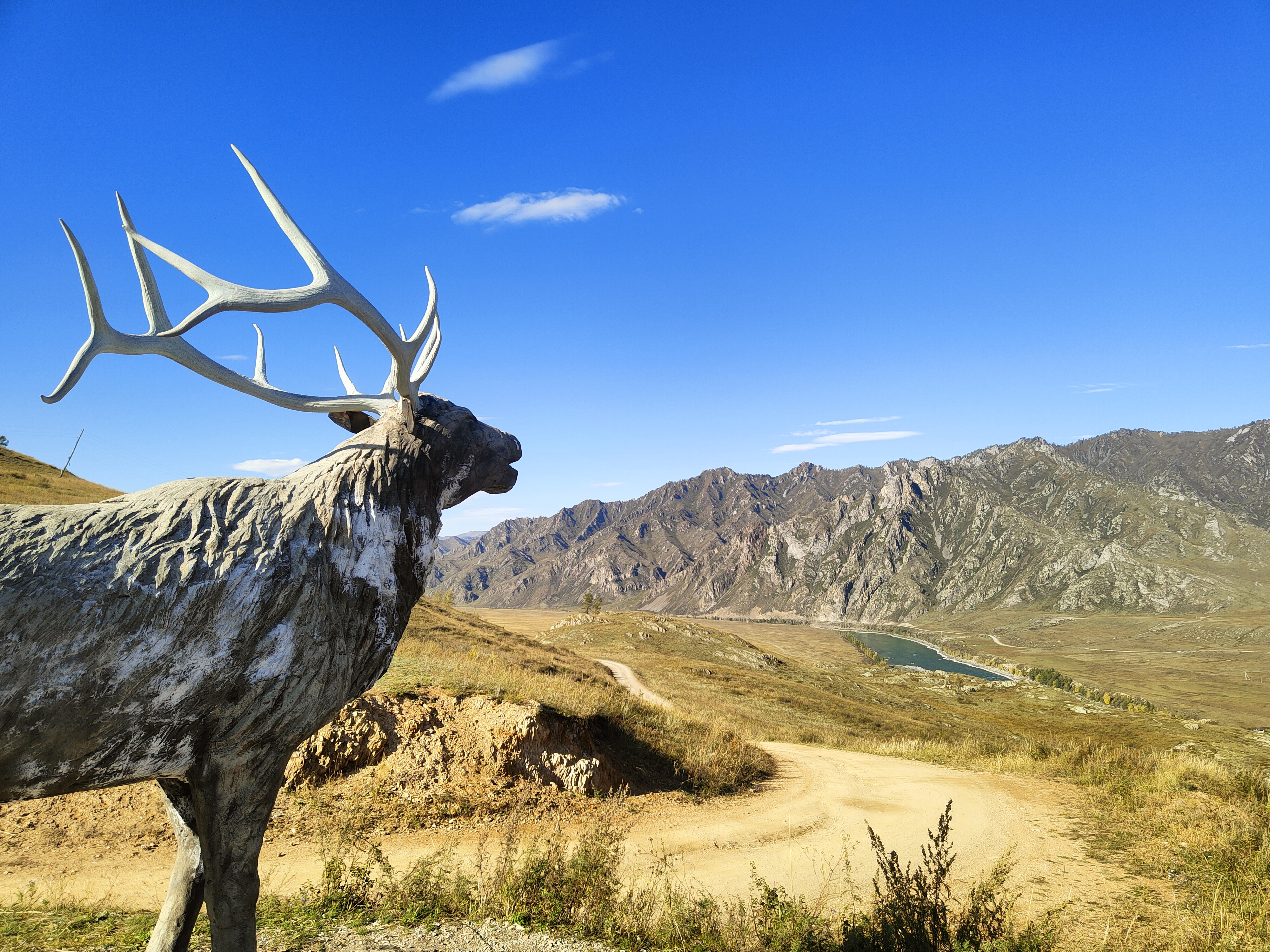 Цветение Маральника в Горах Алтая. (9/27)