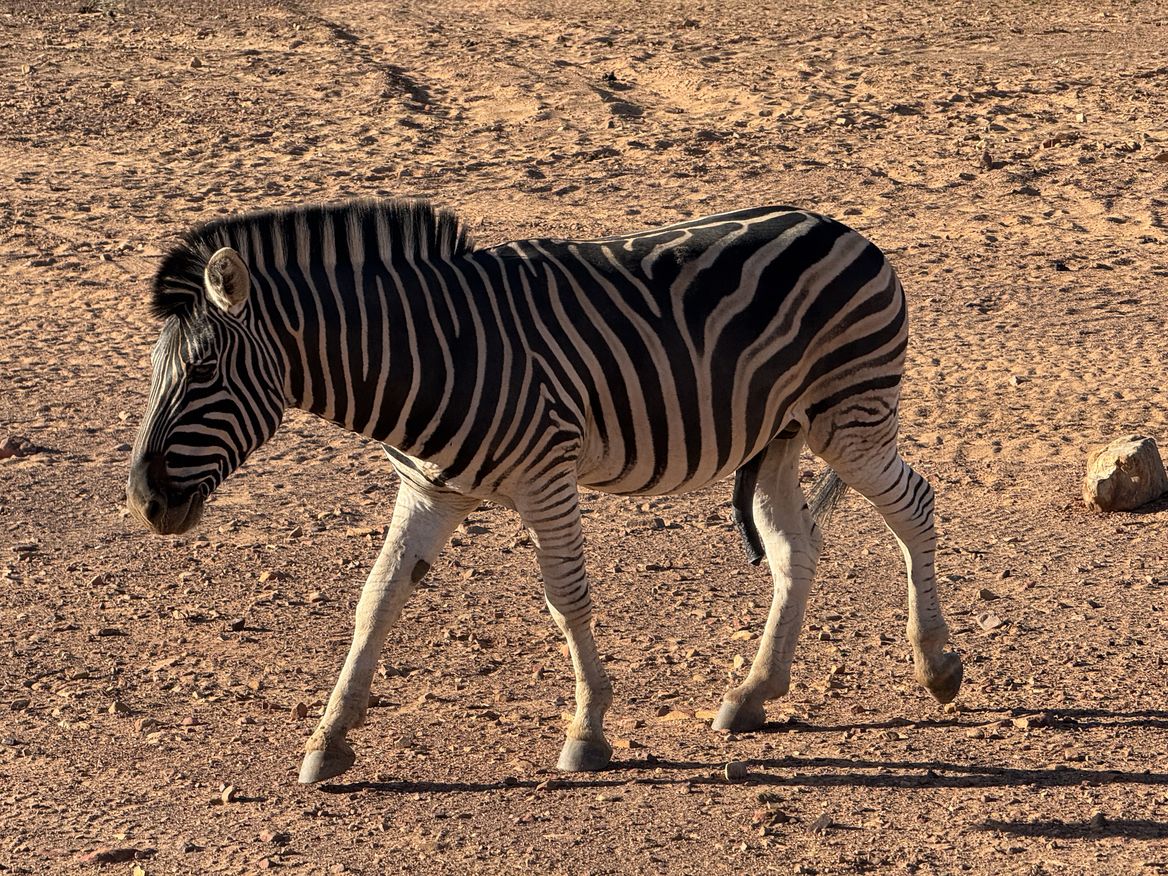 Южная Африка: Захватывающее путешествие на Юг континета (12/39)