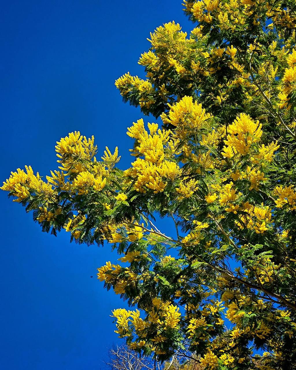 Женский день в Абхазии