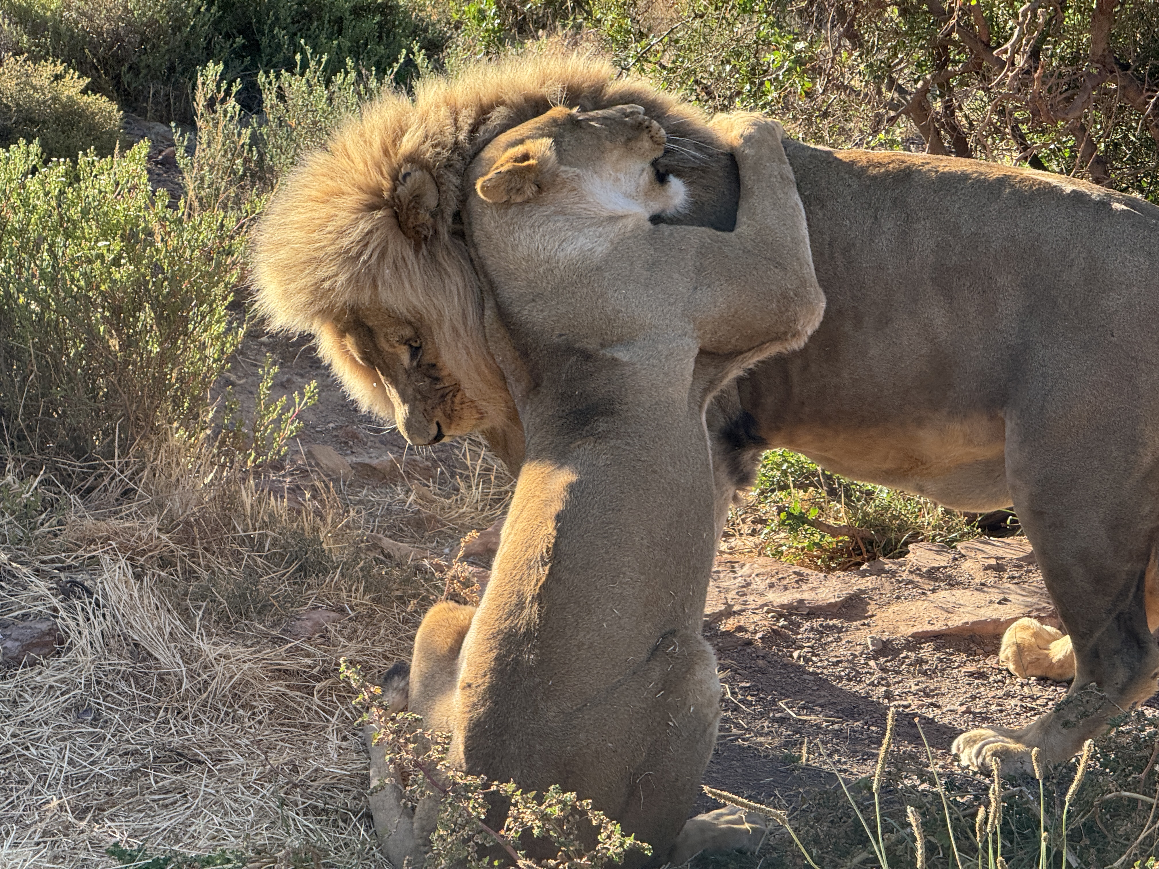 Южная Африка от мыса Доброй Надежды до водопада Виктория + сафари в Ботсване (8/37)