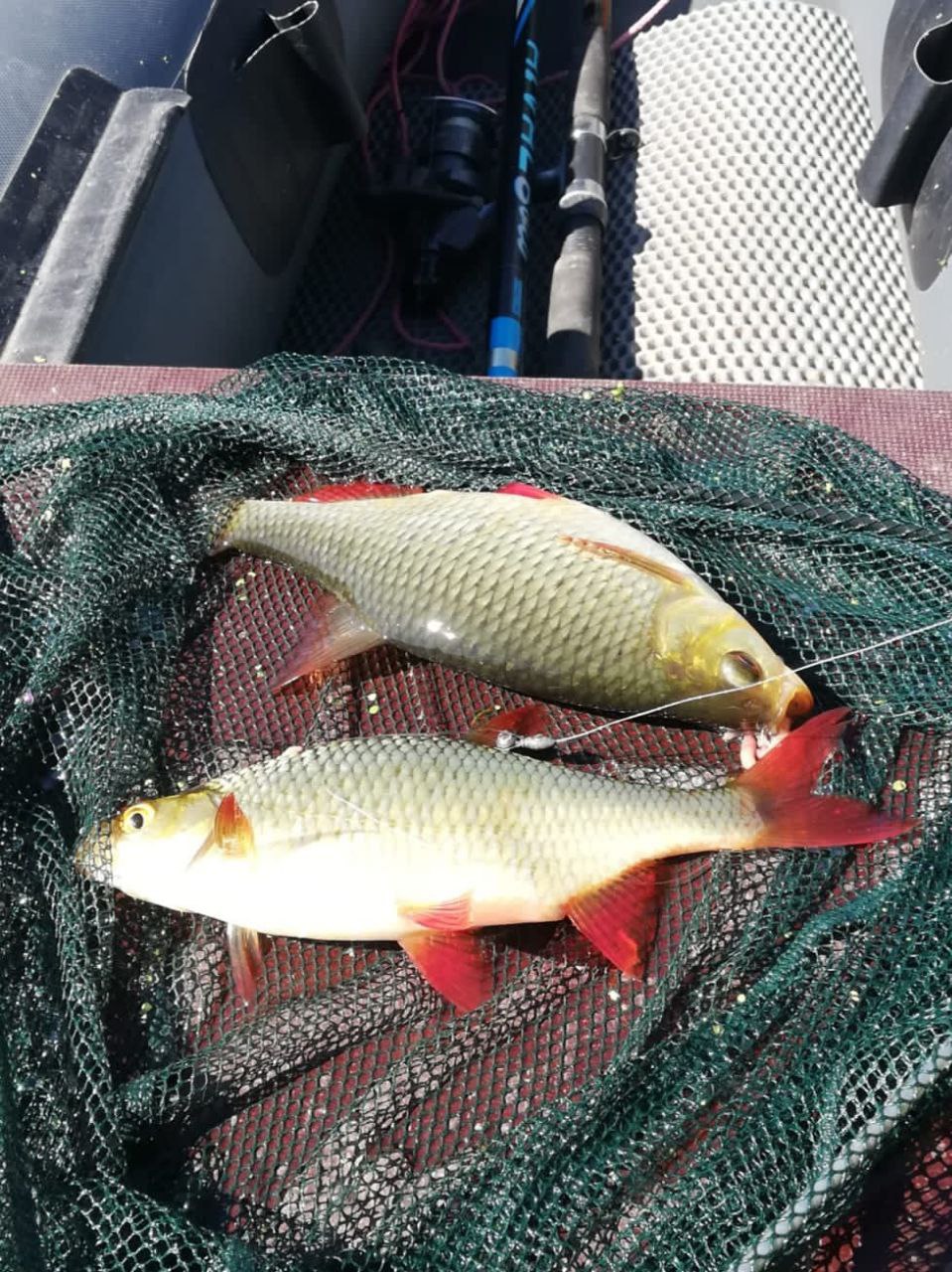 Цигун и Тайцзицюань  в  Dao View - Ясные просторы (24/41)