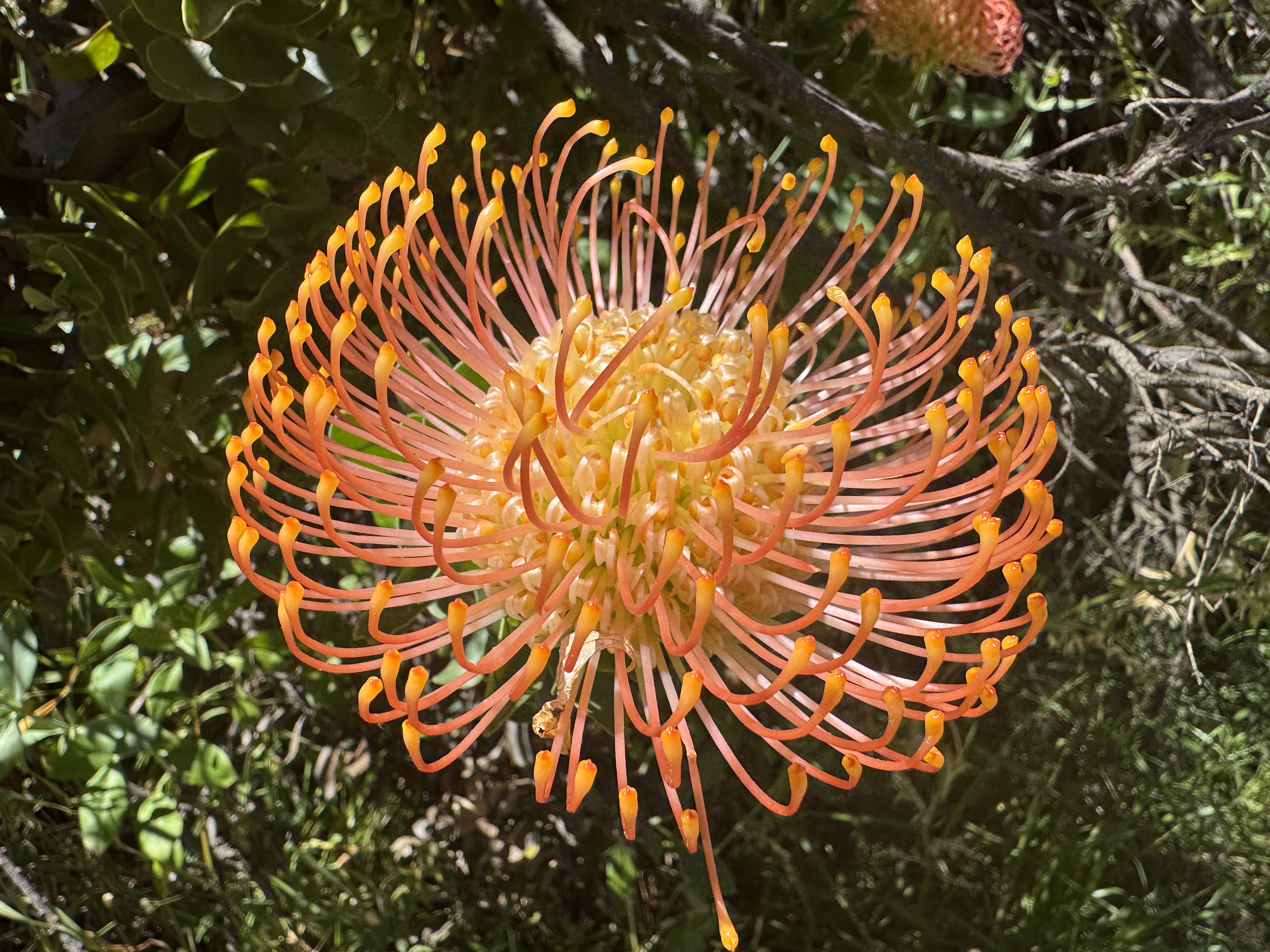 Южная Африка: Захватывающее путешествие на Юг континета (11/39)