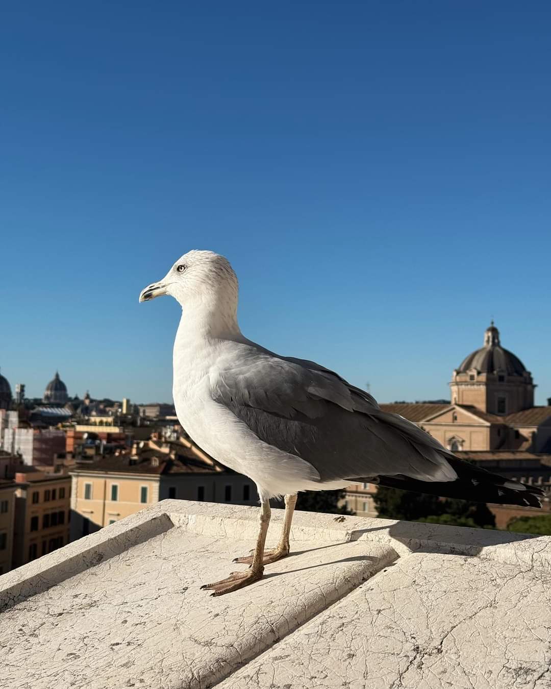 Пешеходная обзорная экскурсия по Риму (10/10)