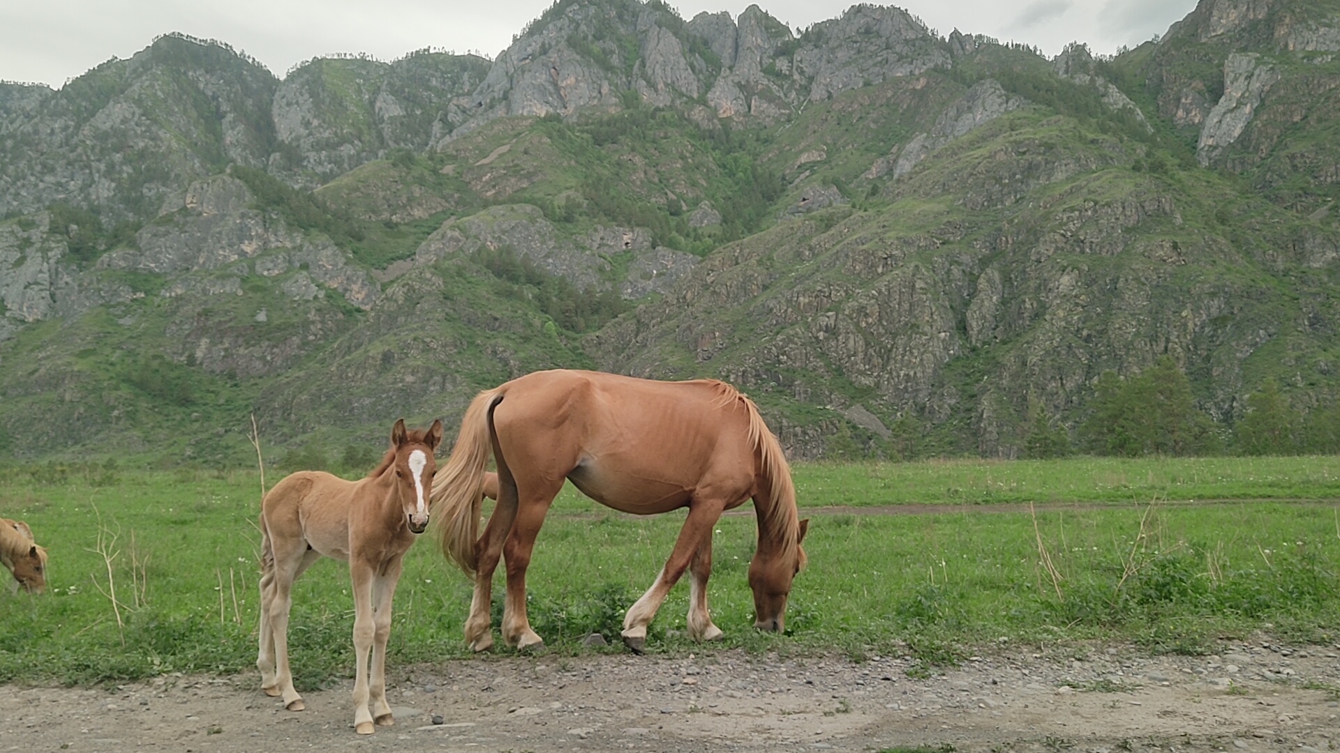 Цветение Маральника в Горах Алтая. (7/27)