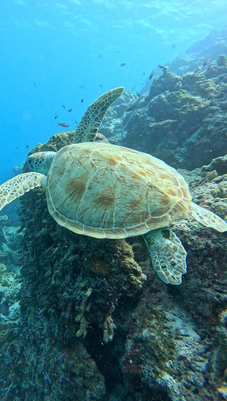 райские Мальдивы, 8 дней (62/111)