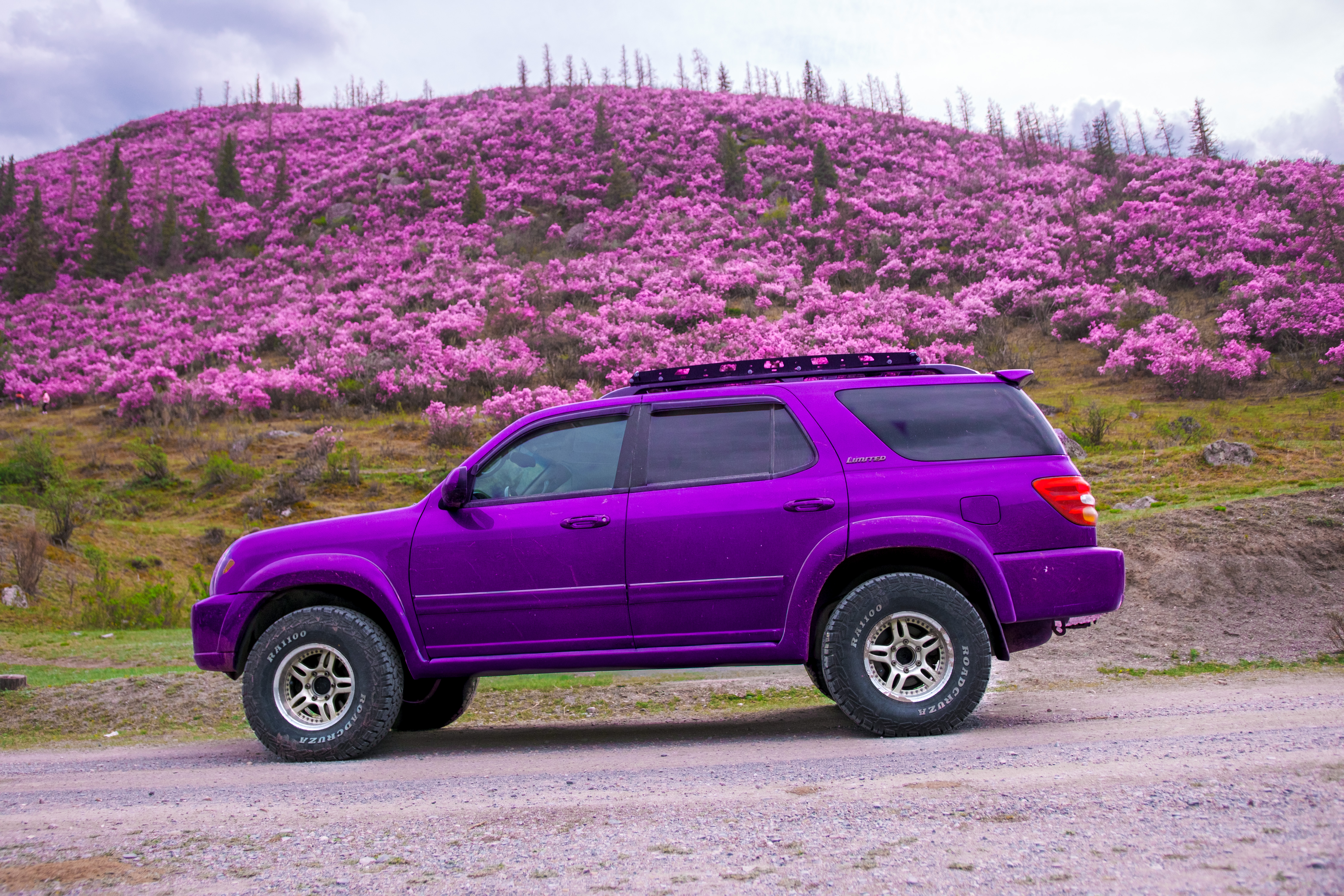 Весенний Маральник на Алтае