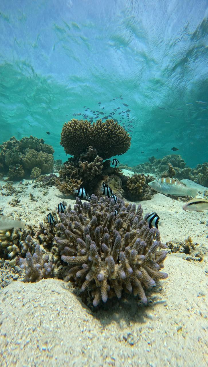 райские Мальдивы, 8 дней (60/111)