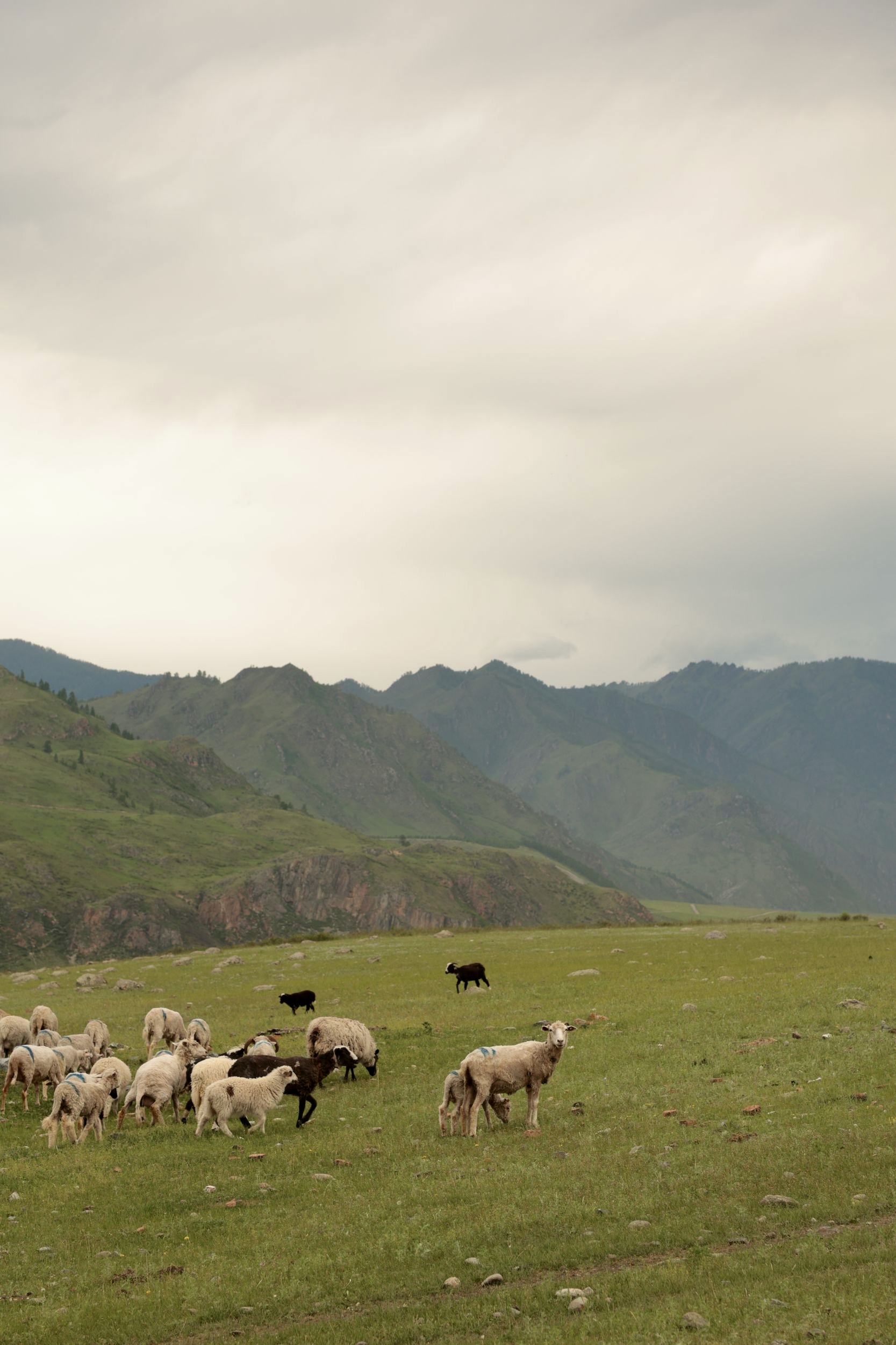 Йога-тур в долине неолита на Алтае! (40/49)