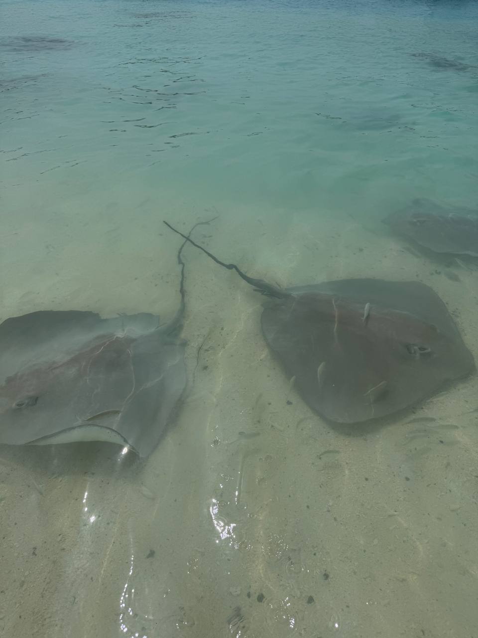 райские Мальдивы, 8 дней (48/111)