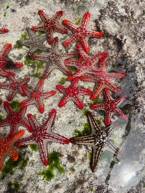 Занзибар : катамаран, океан, открытия без границ!