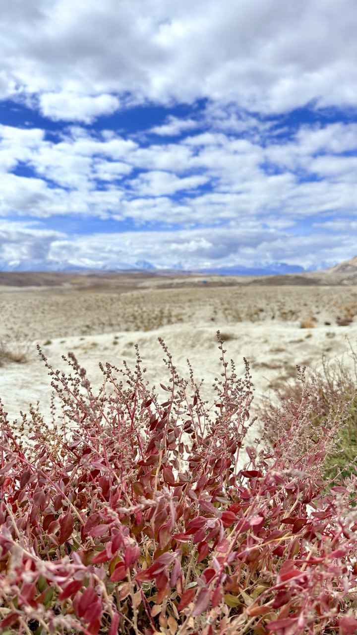 Волшебство Чуйского тракта. Знакомство с одной из самых красивых дорог мира (17/40)