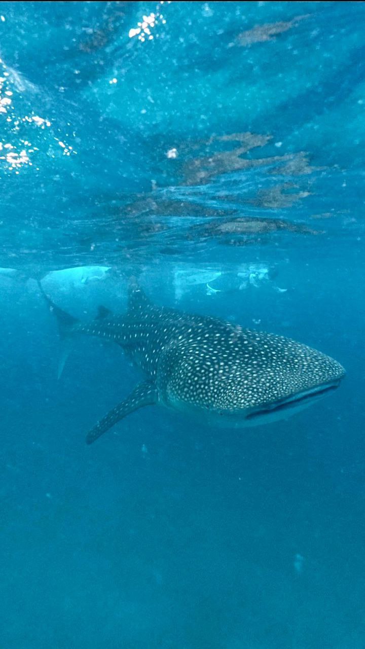 Путешествие  на Мальдивы (18/30)