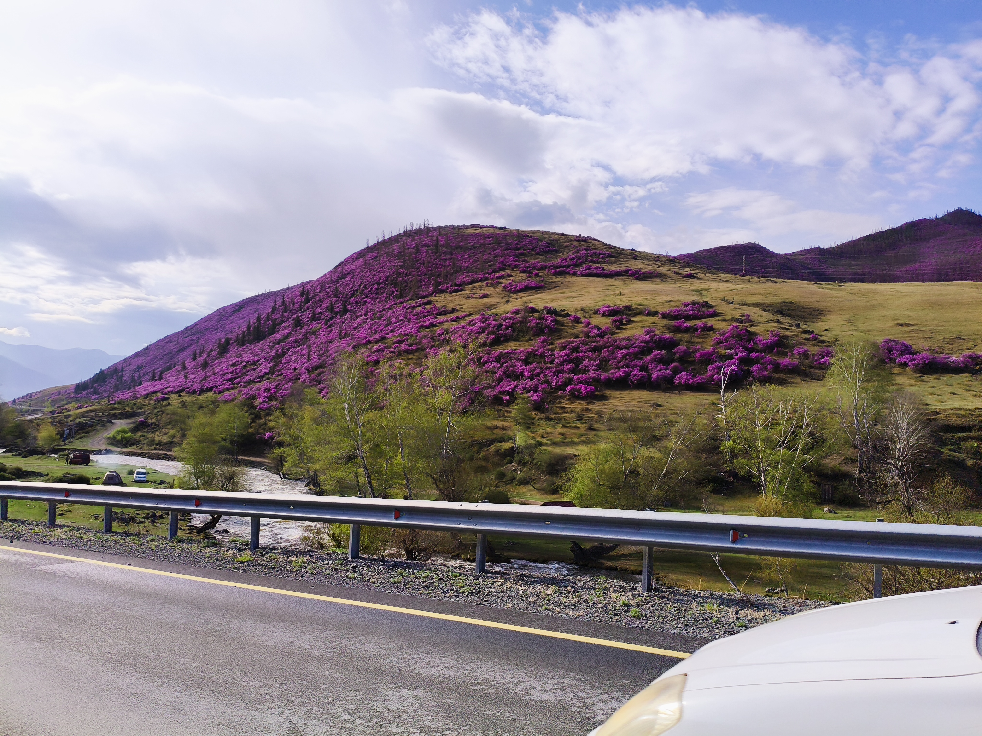 Майские фиолетовые (8/25)