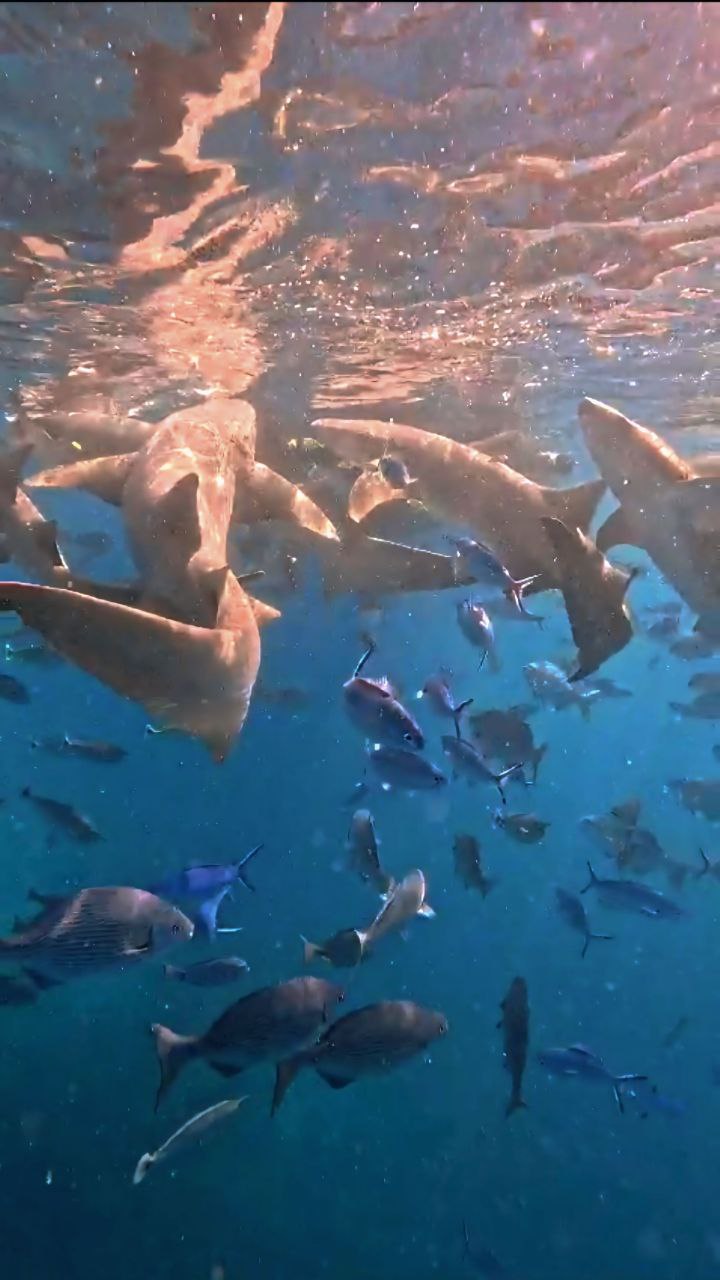 Путешествие  на Мальдивы (8/30)