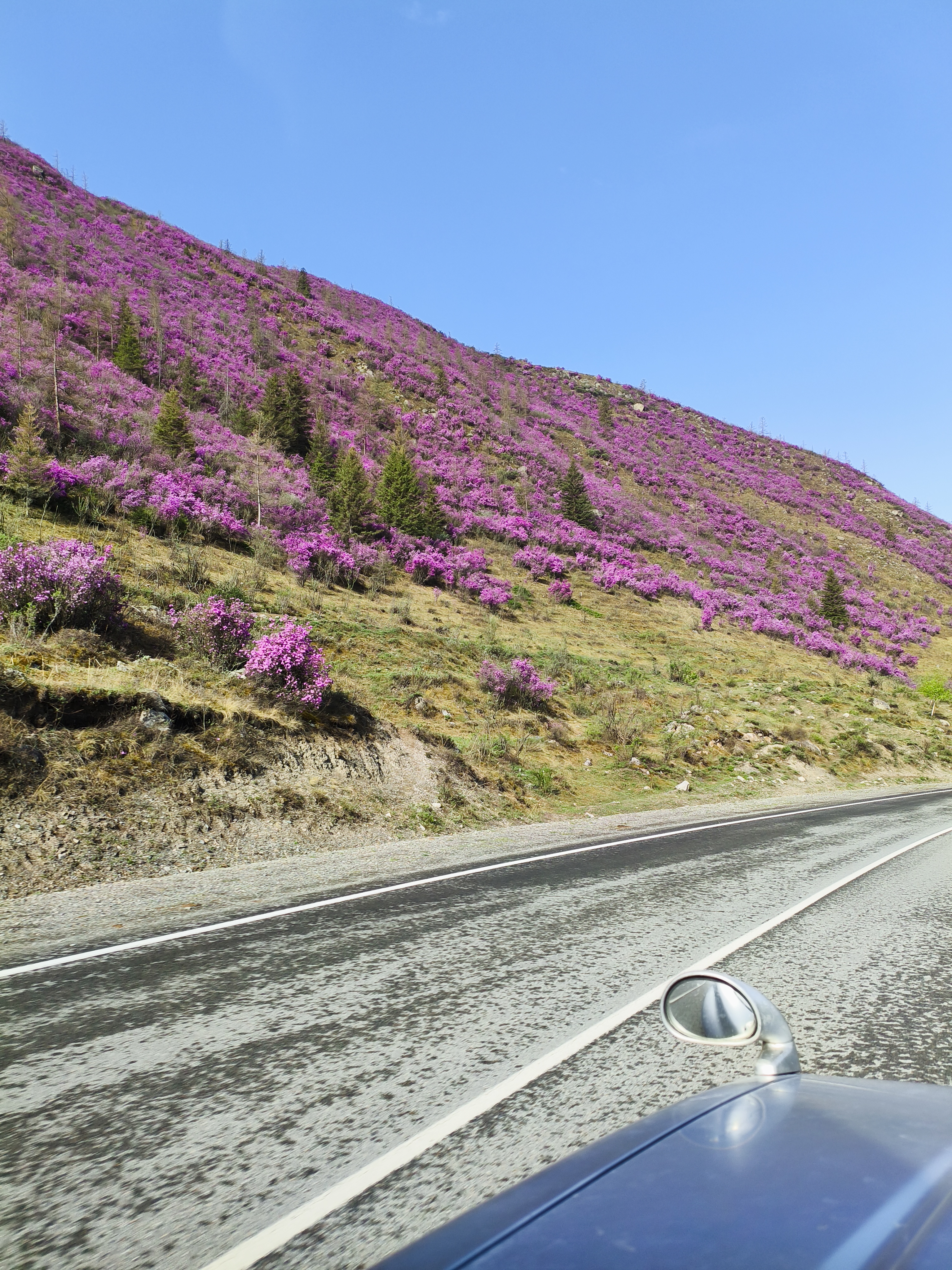 Майские фиолетовые (9/25)