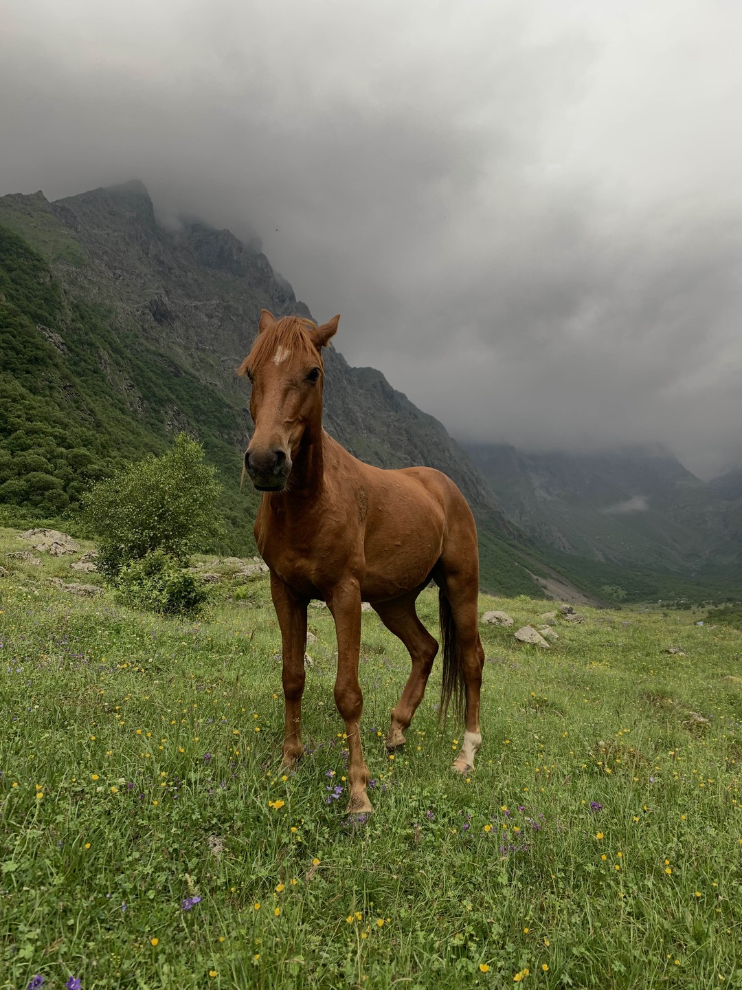 Три Ущелья Осетии - Алагирское, Цейское и Мамисонское! (8/22)