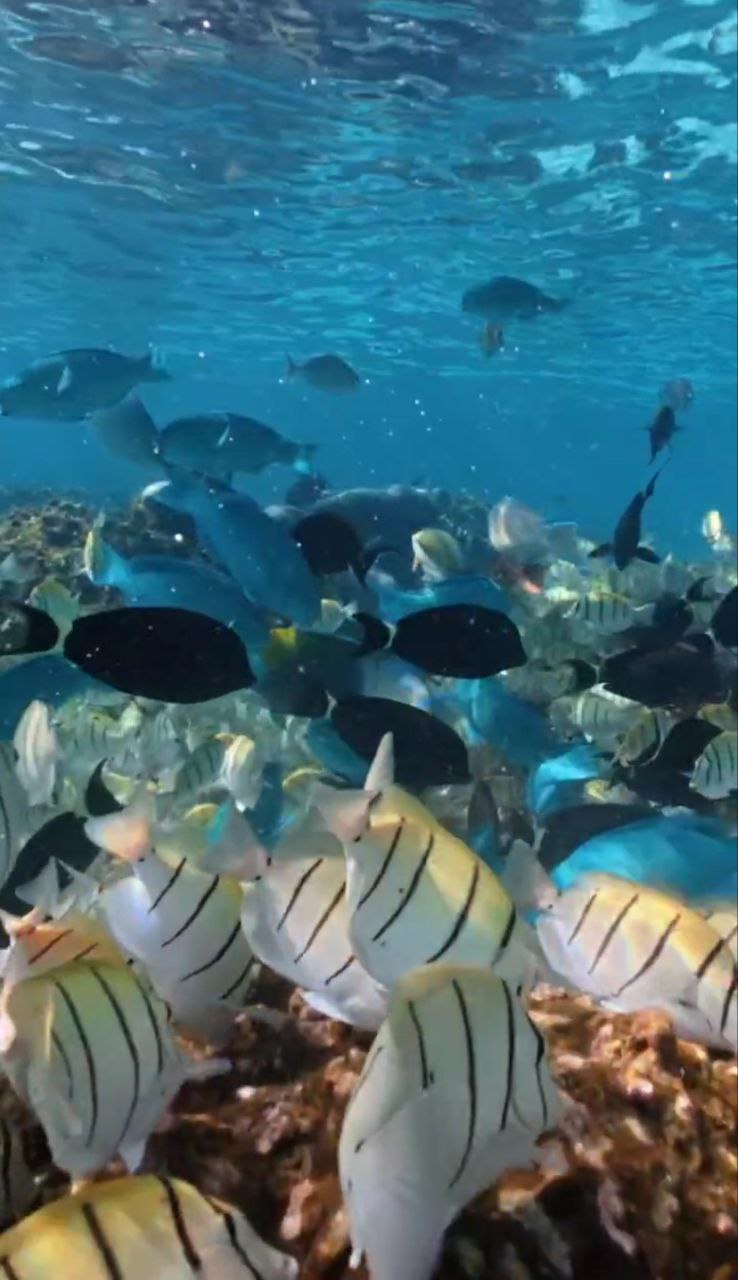 Путешествие  на Мальдивы (26/30)