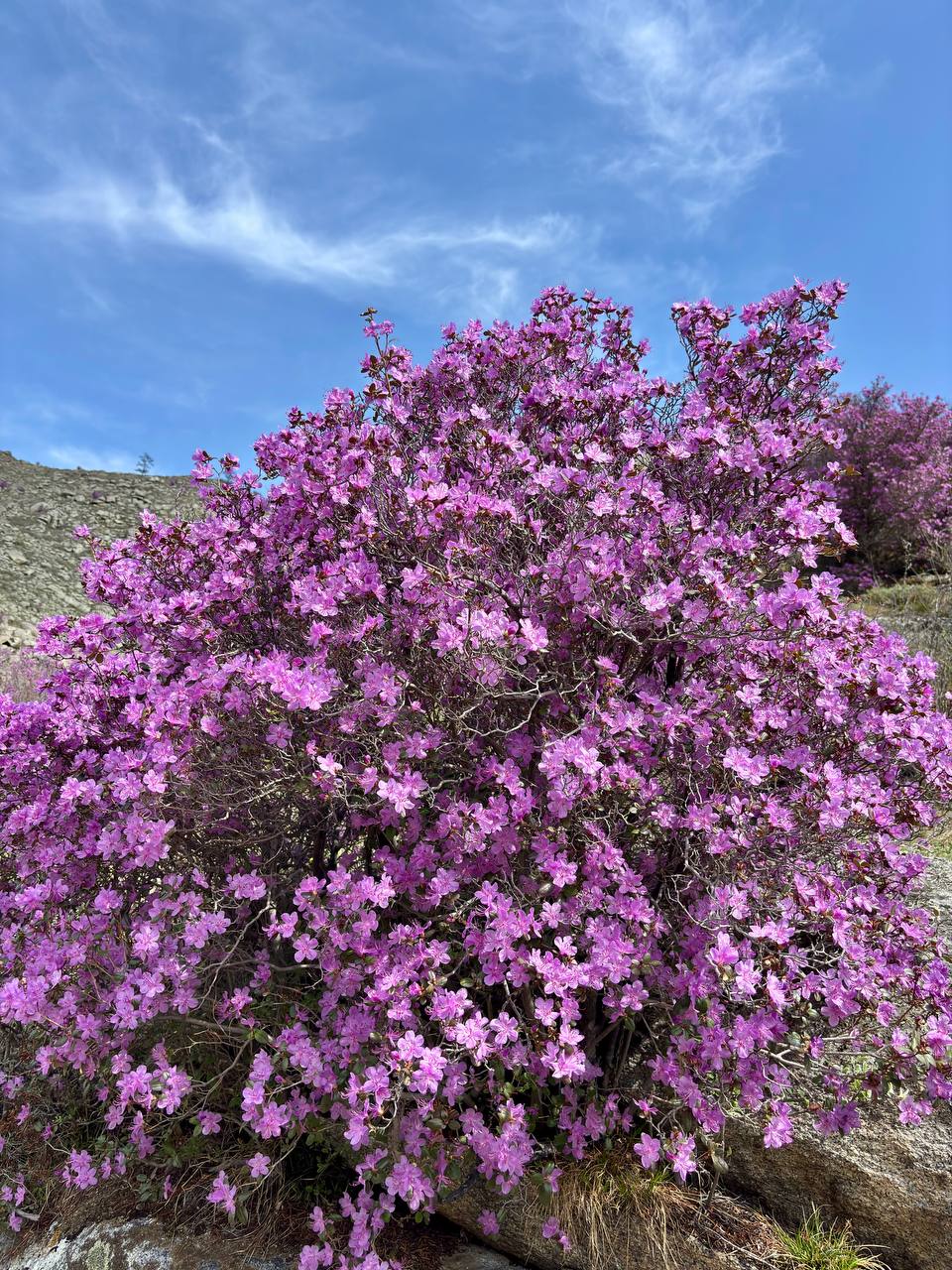 Майские фиолетовые (5/25)