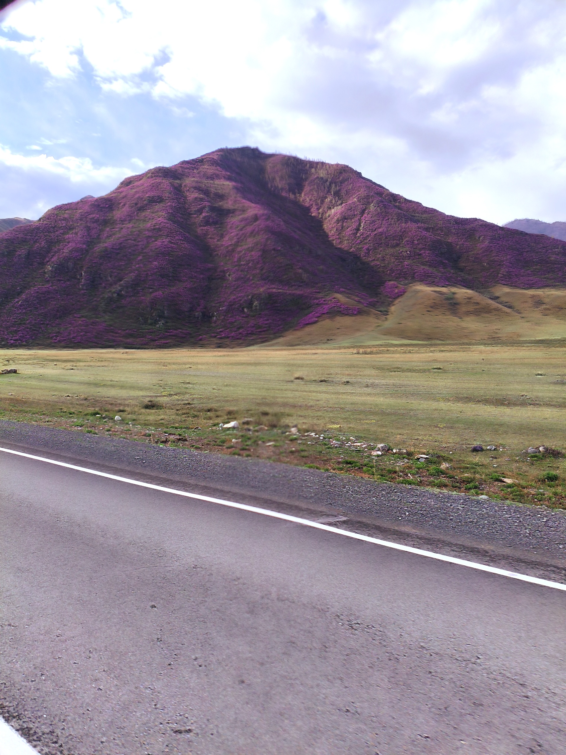 Майские фиолетовые (11/25)