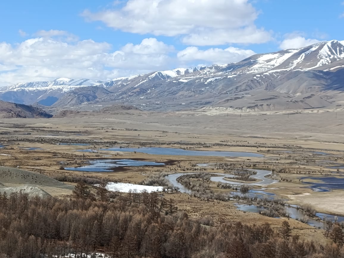 Майские фиолетовые (10/25)