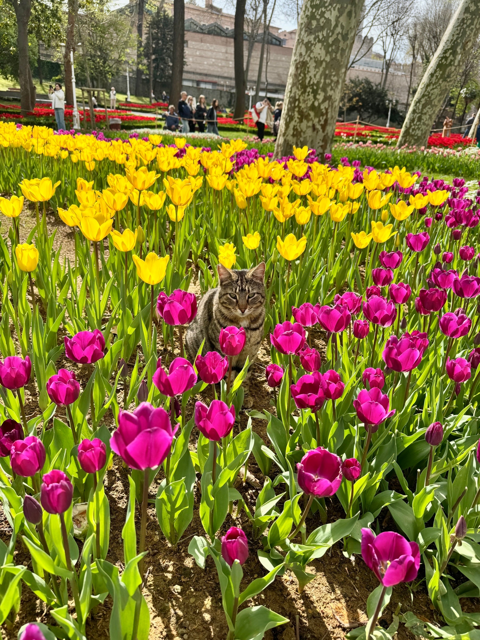 Яркий Стамбул: фестиваль тюльпанов 8-12 апреля (3/32)