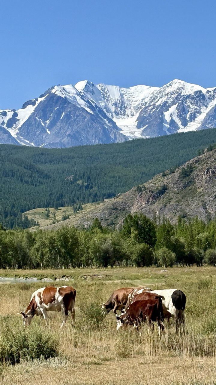Волшебство Чуйского тракта. Знакомство с одной из самых красивых дорог мира (33/40)