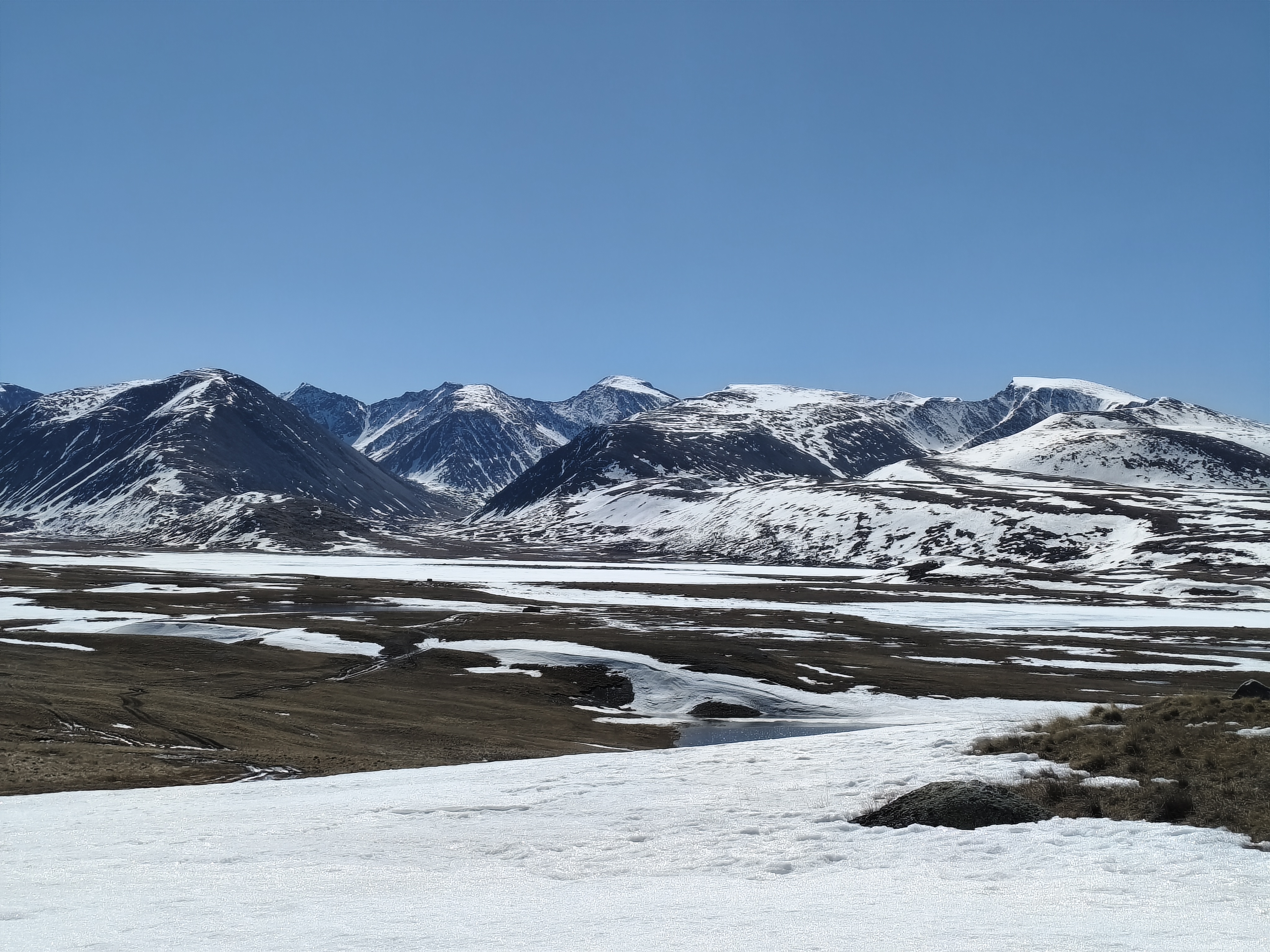 Майские фиолетовые (6/25)