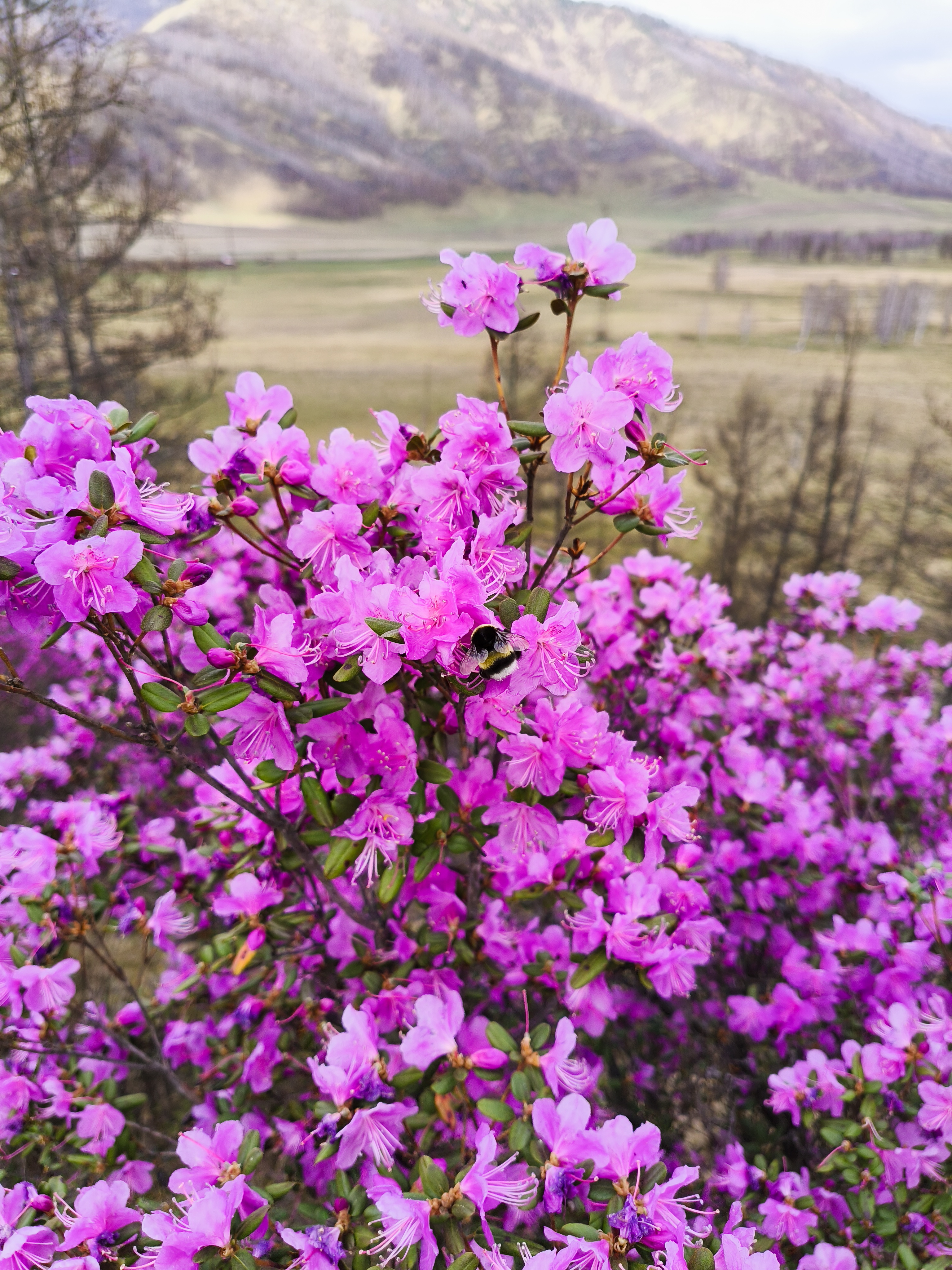 Майские фиолетовые