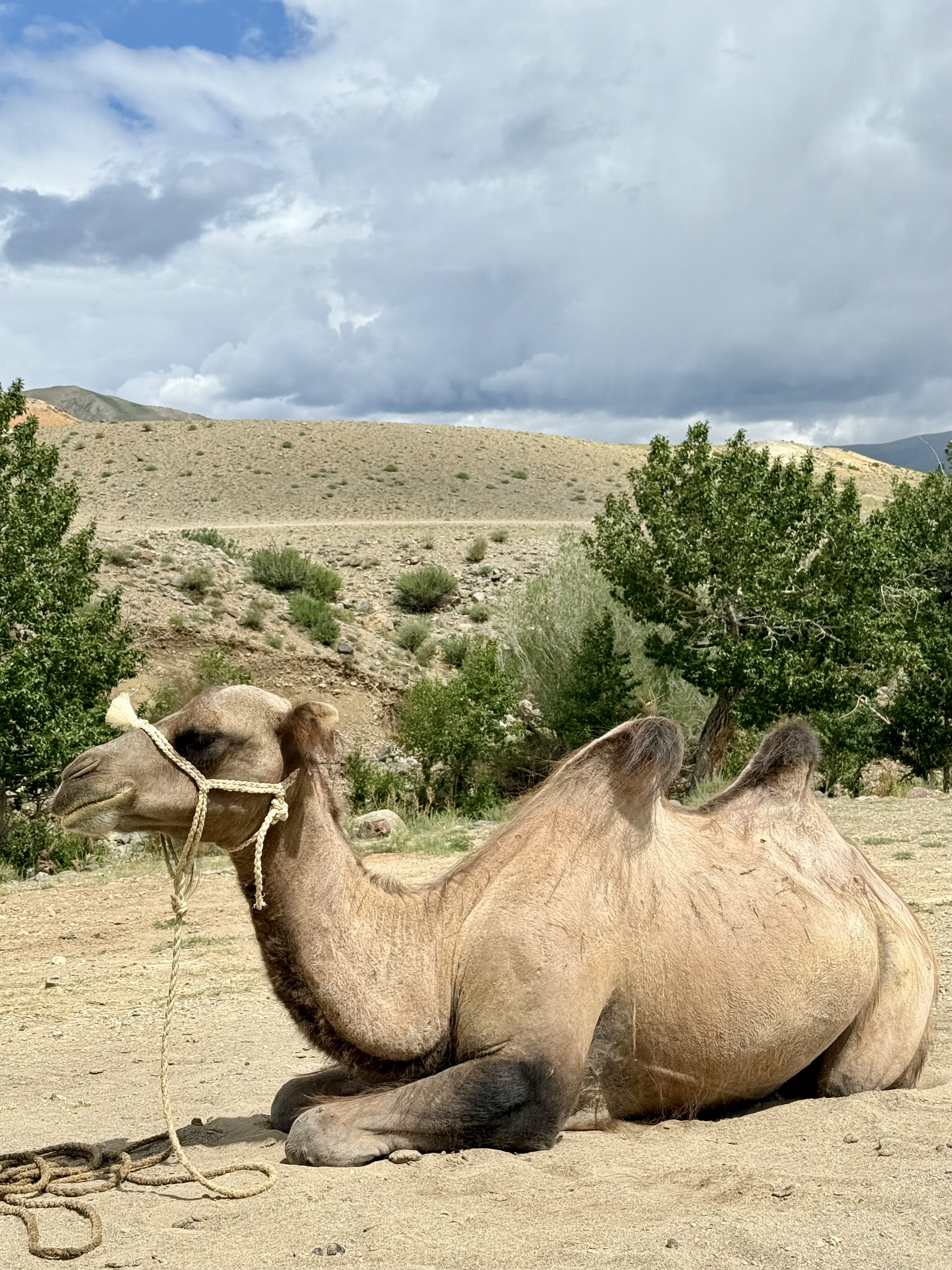 Волшебство Чуйского тракта. Знакомство с одной из самых красивых дорог мира (14/40)