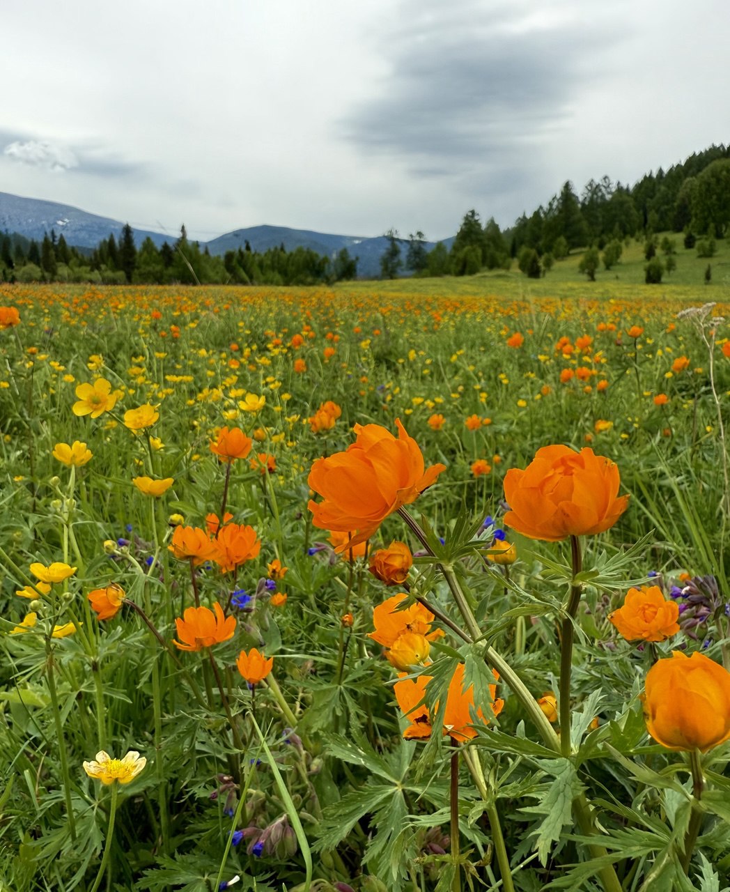 Волшебство Чуйского тракта. Знакомство с одной из самых красивых дорог мира (8/40)