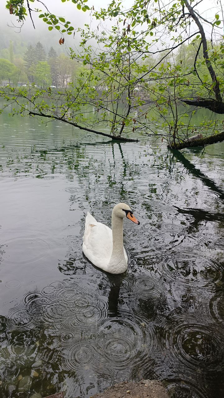 Кавказ - новые горизонты ( со скидкой!!,  все включено , 6 дней) (95/107)