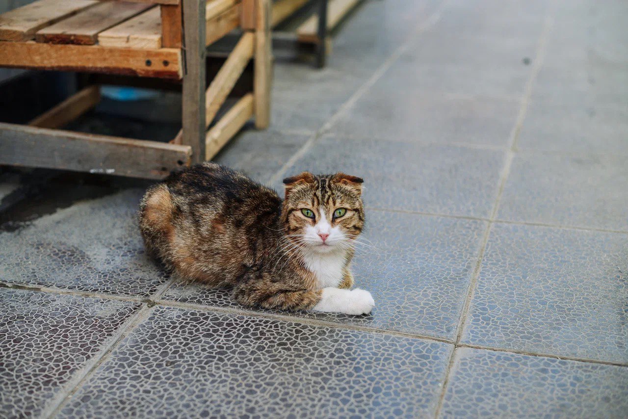 Пляжный тур  Дербентские каникулы. 8 дней. (22/61)