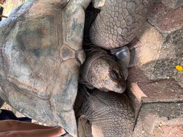 Занзибар : катамаран, океан, открытия без границ! (21/26)