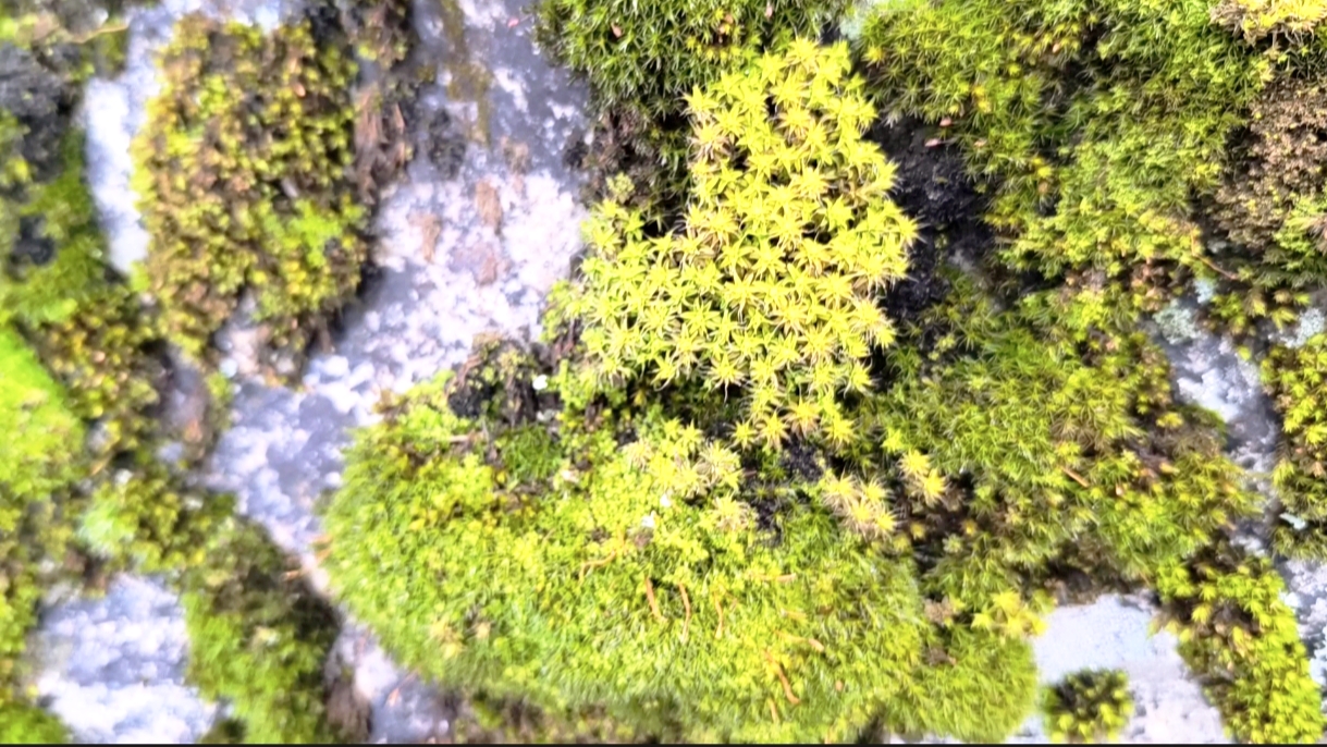 День в горах рядом с Душанбе: водопад и традиционная кухня (9/25)