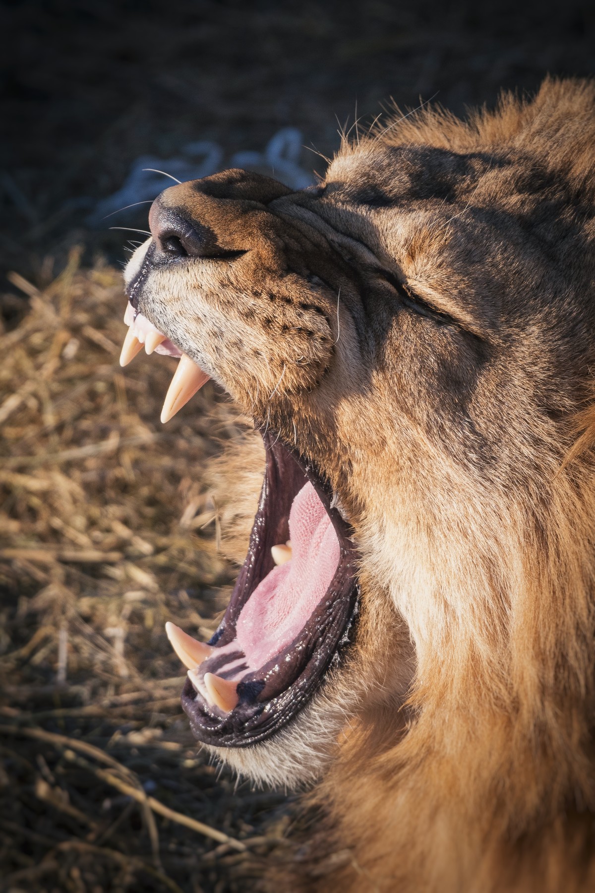 Заповедные истории: леопард, ларги и море (3/17)