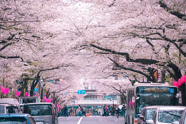 Сакура в Сеуле - авторский тур, формат All Inclusive