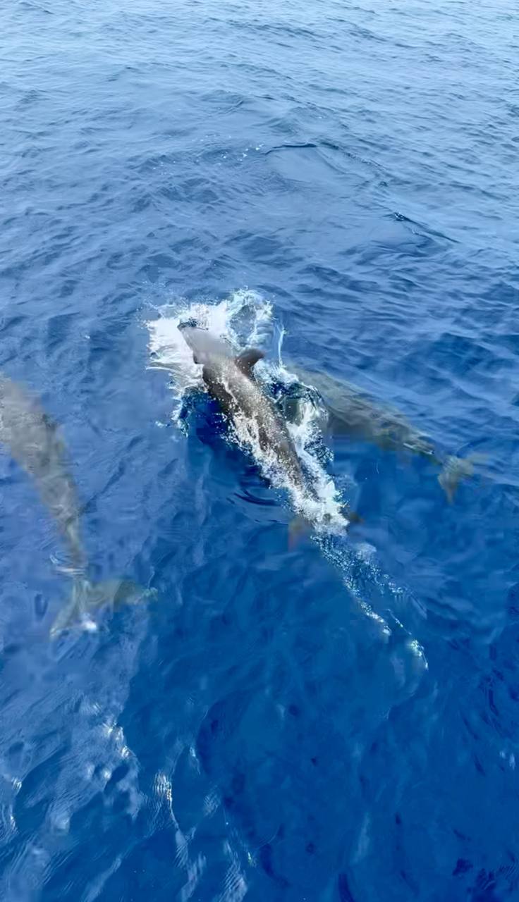 Тропические приключения на Мальдивах (22/36)