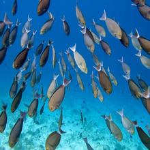 Тропические приключения на Мальдивах (26/36)